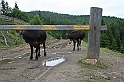 Karpaty+Krym 06.2007 134